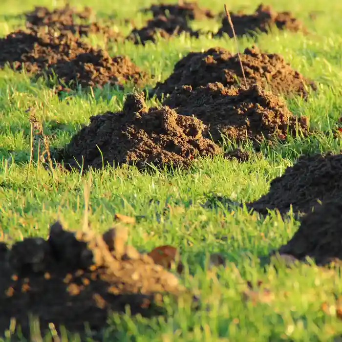 Multiple holes in a lawn representing Gopher, Mole & Ground Squirrel Removal Northern California