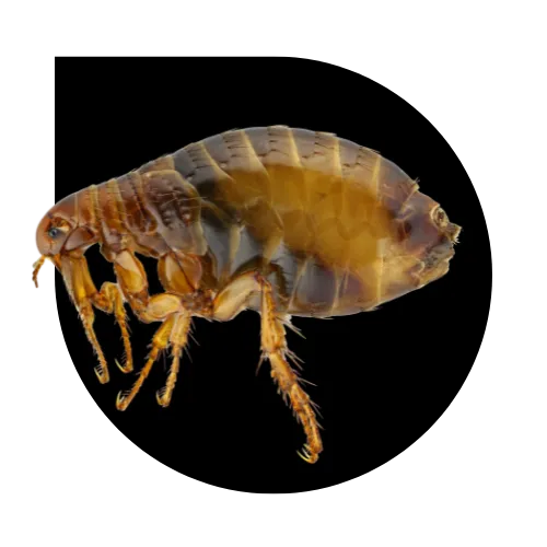 flea hero