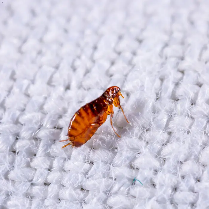 Flea infestation removal with professional pest control in Redding, CA