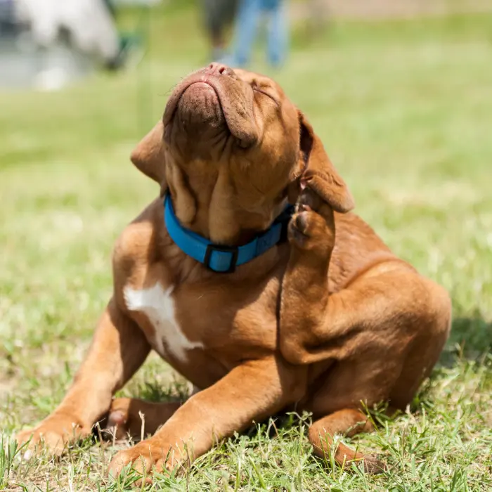 Puppy scratching his ears from being bitten by fleas representing Pet-safe flea treatment in Northern California living room
