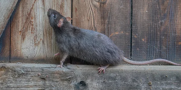Roof Rat on the interior of a barn